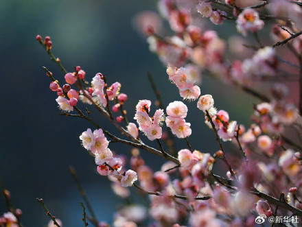 梅香满枝 赴春日之约 梅香满枝 赴春日之约