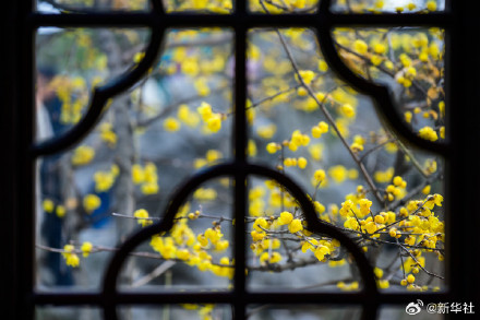 梅香满枝 赴春日之约 梅香满枝 赴春日之约