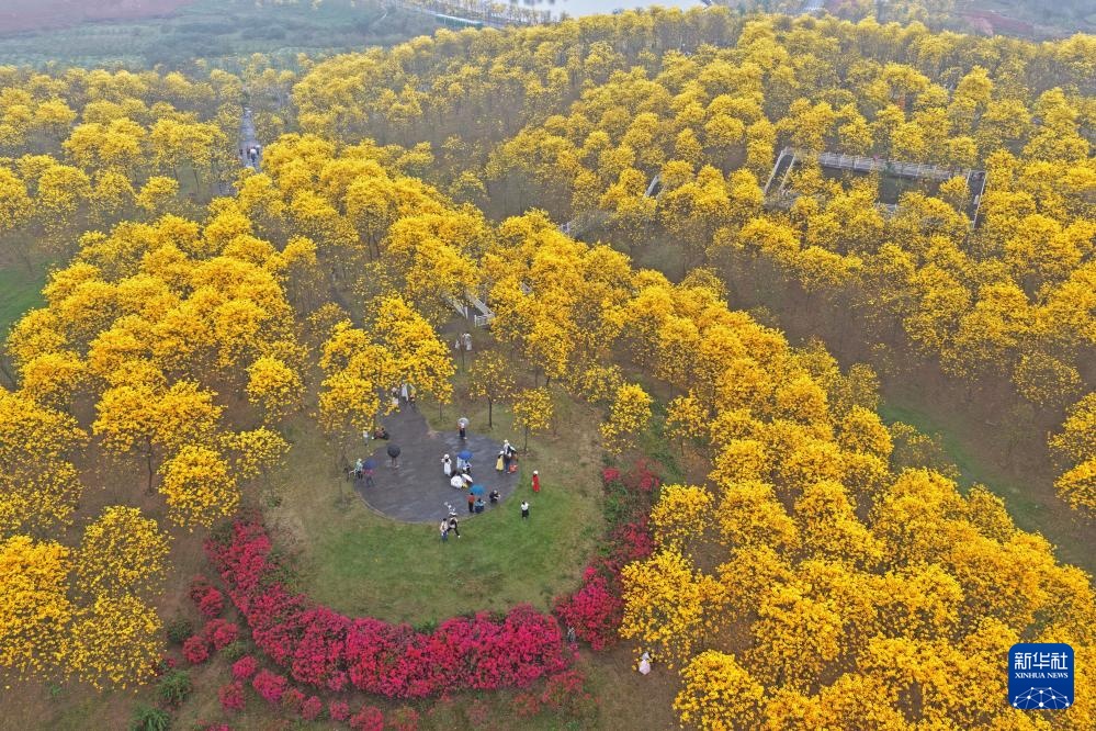 广西南宁：黄花风铃木盛放