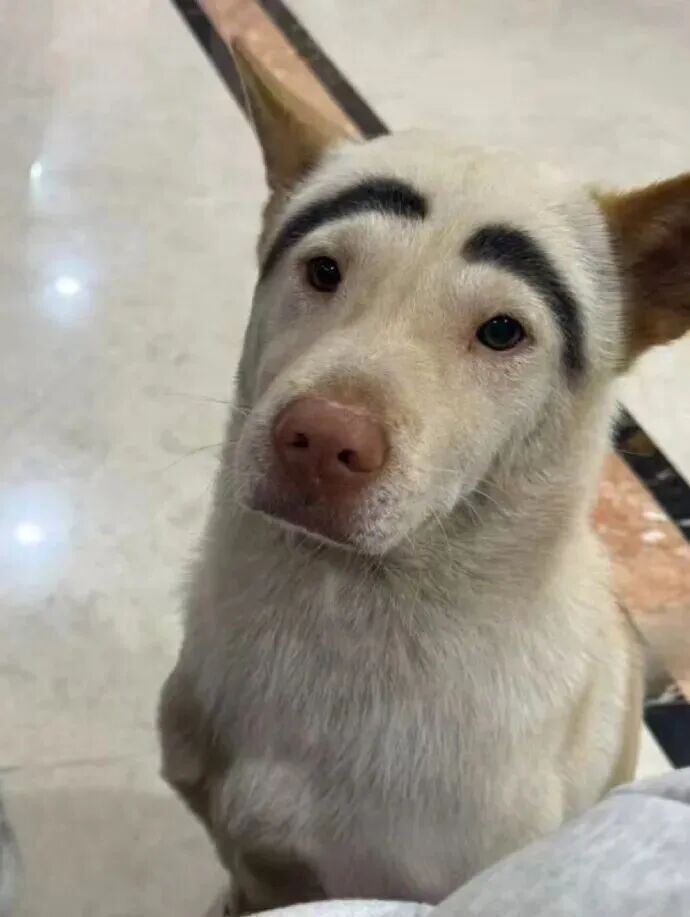 广东一网红宠物“李荣浩”走失,监控拍到倒地抽搐被人带走,主人:已报警,悬赏寻线索 广东一网红宠物“李荣浩”走失,监控拍到倒地抽搐被人带走,主人:已报警,悬赏寻线索