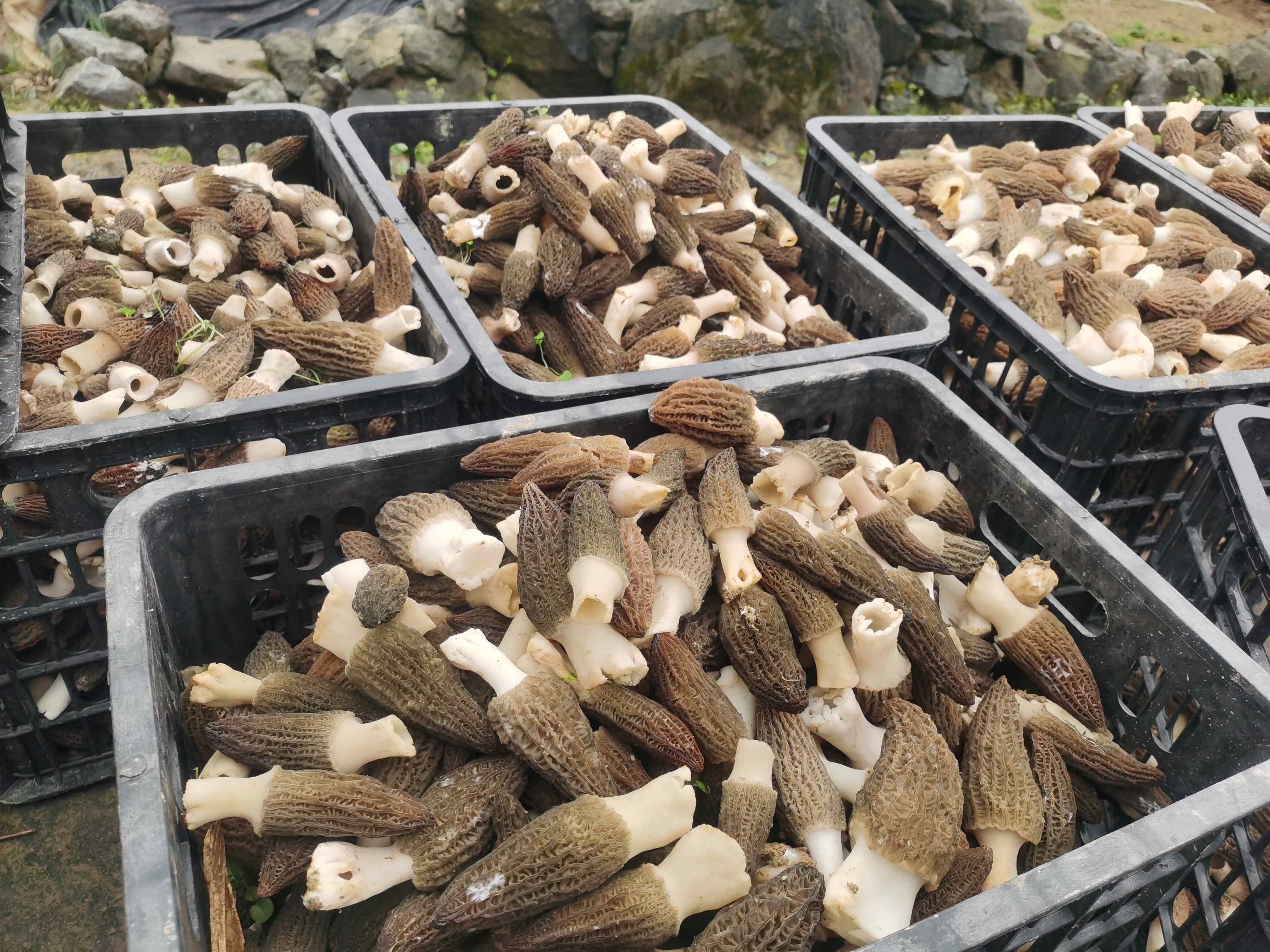 重庆秀山：“大棚直播+即采即发”助羊肚菌抢“鲜”出山