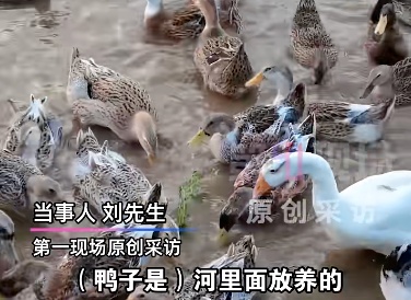 鸭肚中剖出多颗黄金!当事人:这事见怪不怪,正常!评论区失控了… 鸭肚中剖出多颗黄金!当事人:这事见怪不怪,正常!评论区失控了…