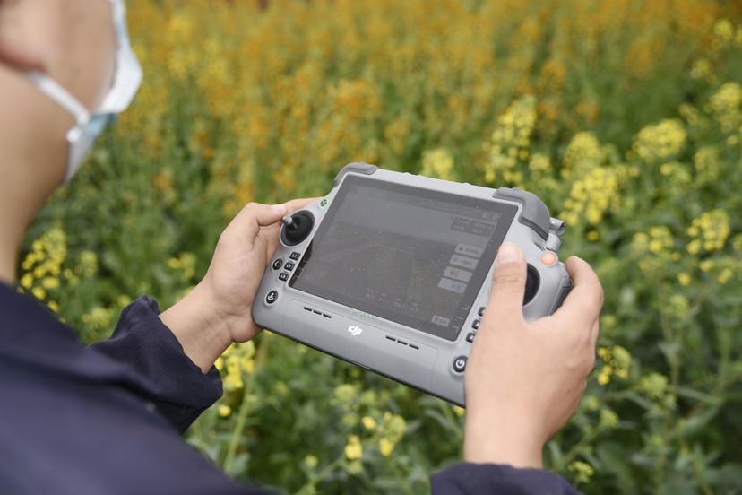 四川岳池:26万亩油菜管护忙 科技赋能“金色花海” 四川岳池:26万亩油菜管护忙 科技赋能“金色花海”