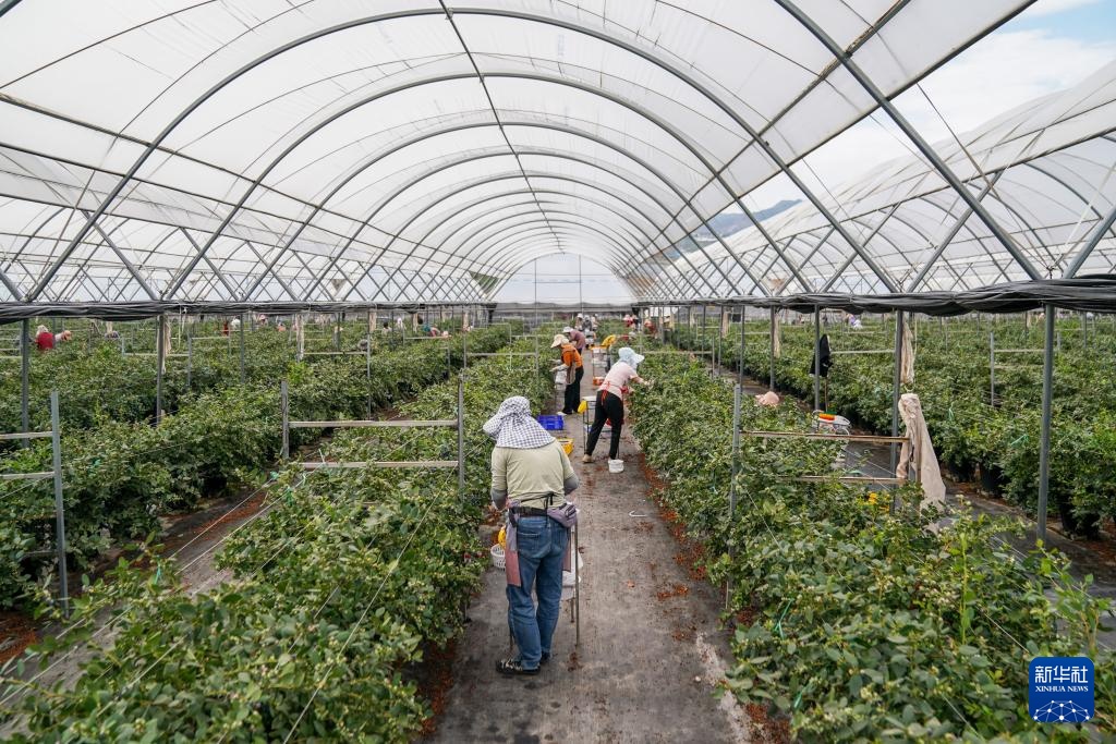 云南蒙自：联农带农兴产业 蓝莓飘香海内外