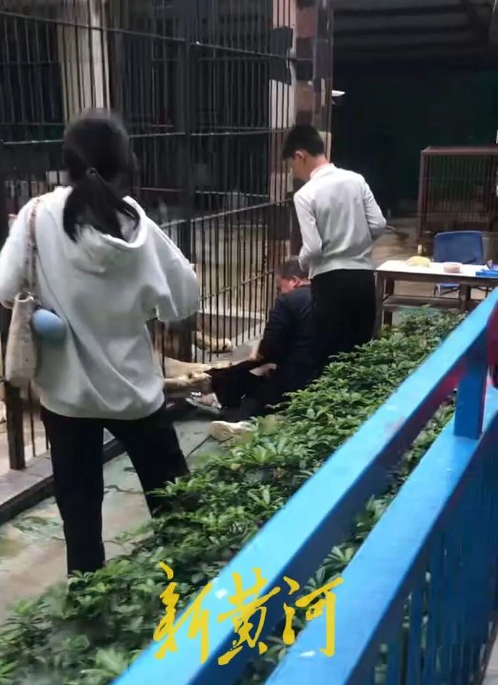 女童投喂狮子被抓住裤子拖拽试图撕咬，当场吓得大哭！饲养员或违规，涉事动物园回应