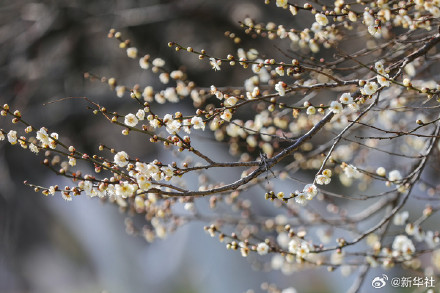 梅香满枝 赴春日之约 梅香满枝 赴春日之约
