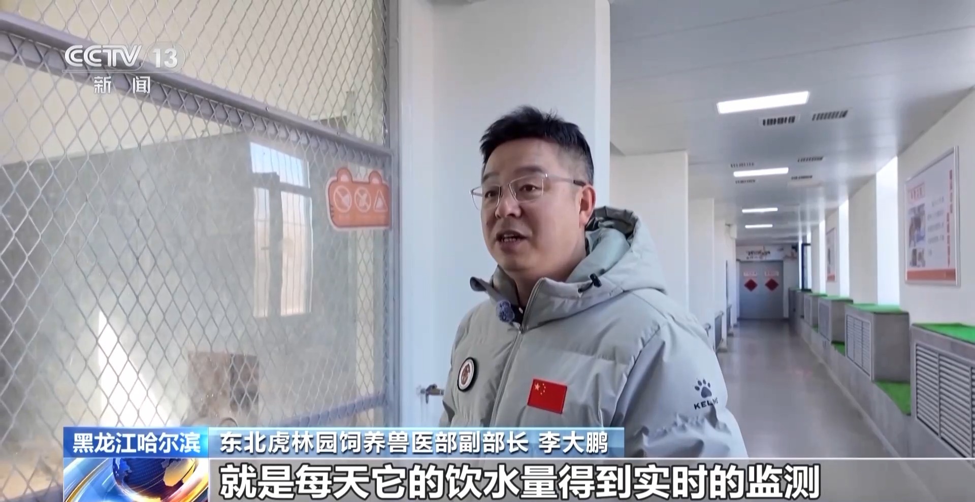 300多只东北虎轮流“轻断食” 断食对老虎有影响吗? 300多只东北虎轮流“轻断食” 断食对老虎有影响吗?