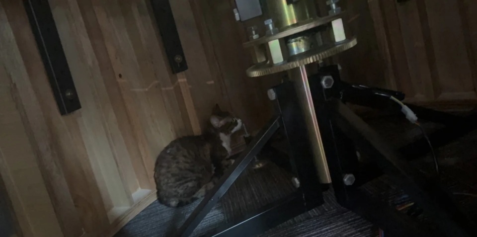 寻猫公司收8800元没找到猫，物业发现猫就在房内，钱该不该退？双方发声，律师解读