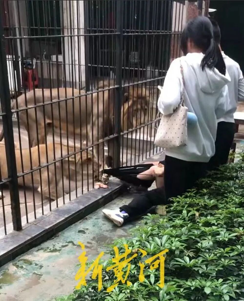 女童投喂狮子被抓住裤子拖拽试图撕咬，当场吓得大哭！饲养员或违规，涉事动物园回应