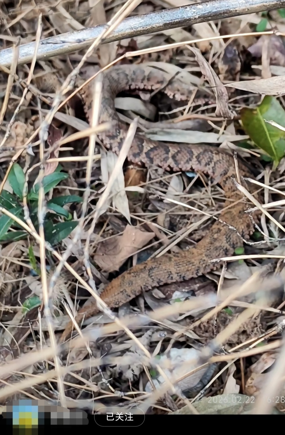 长沙一网红野爬山地发现响尾蛇？专家辨认系有毒的短尾蝮