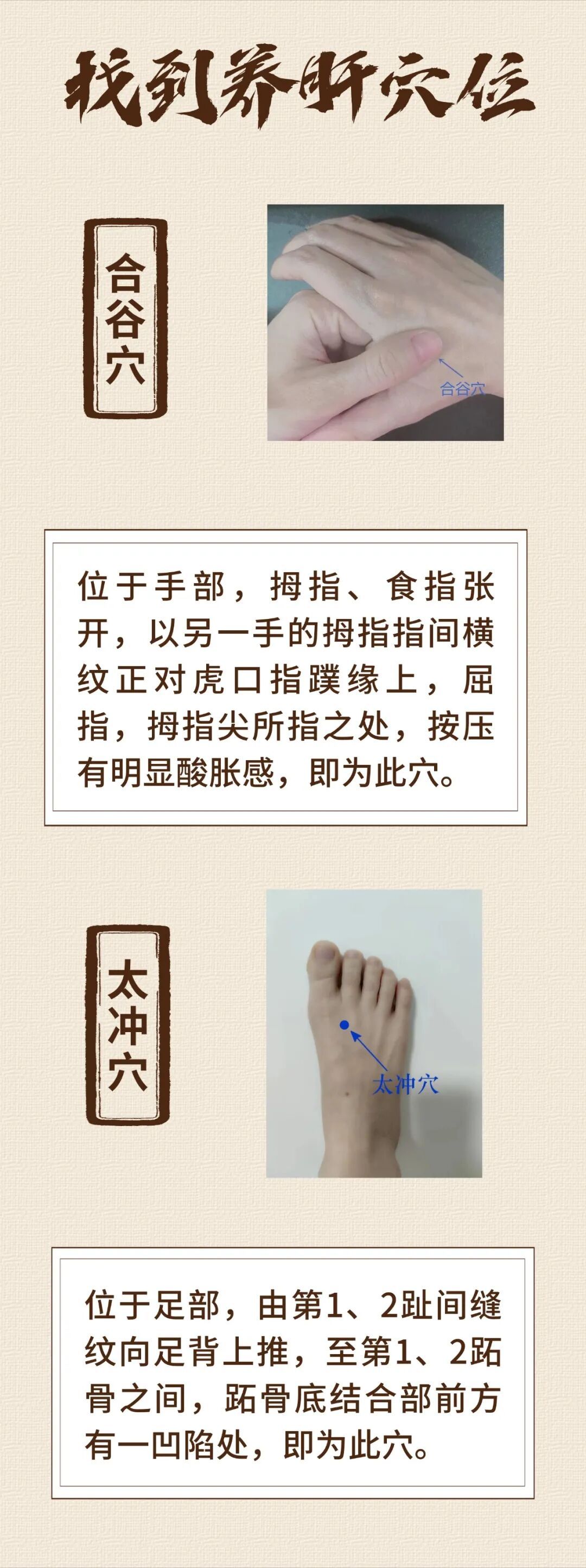 手脚上各有个“养肝穴”，每天揉一揉，清肝火、助排毒！