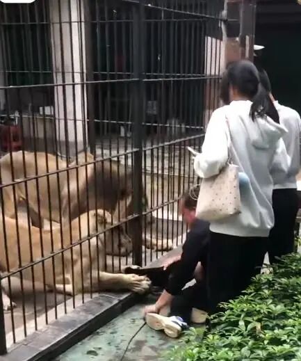 女童遭狮子袭击，男子拽住脱险！公园回应：饲养员违规已调岗