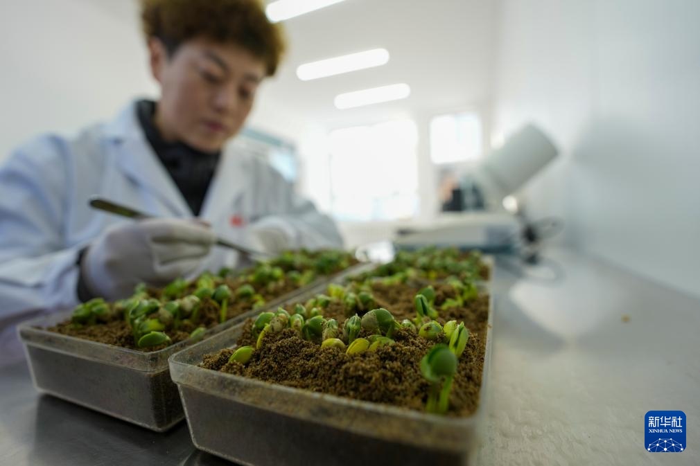 全国产粮第一大省黑龙江进入“备耕时间” 全国产粮第一大省黑龙江进入“备耕时间”