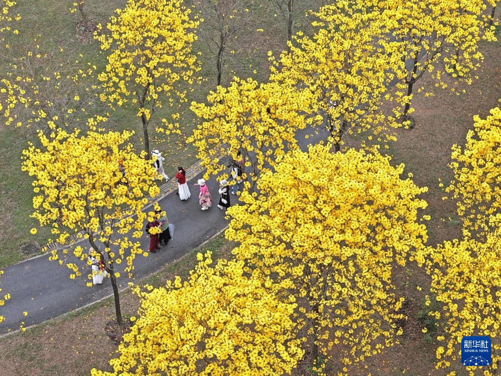 广西南宁：黄花风铃木盛放