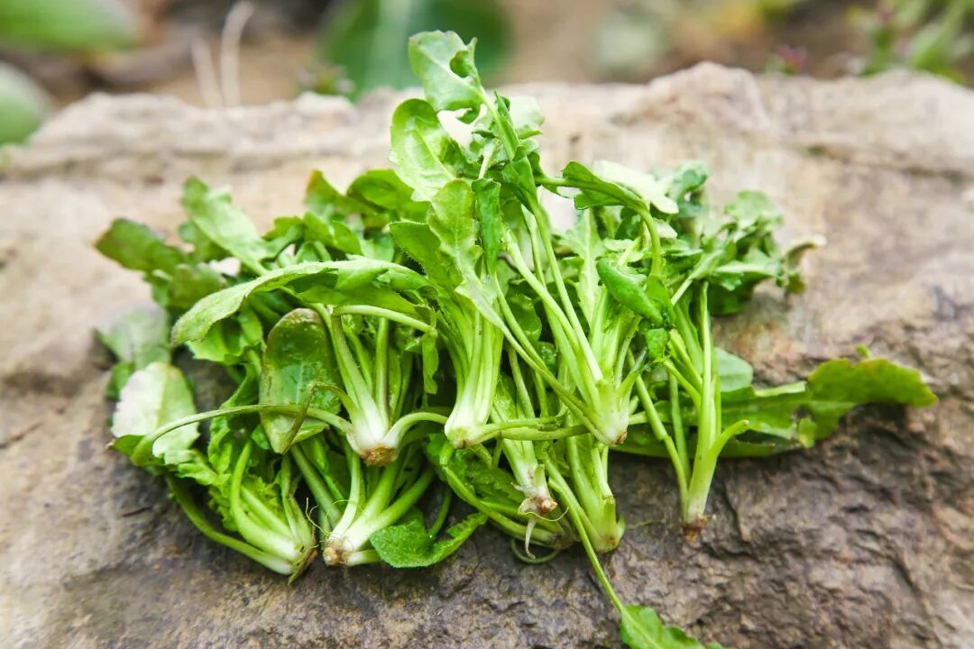 南京人爱吃的这种美味，近期大量上市