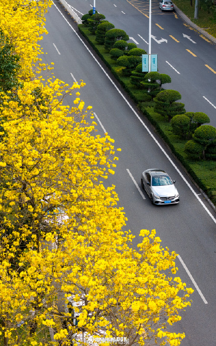 春日限定！快来走黄花风铃木的“黄金大道”→