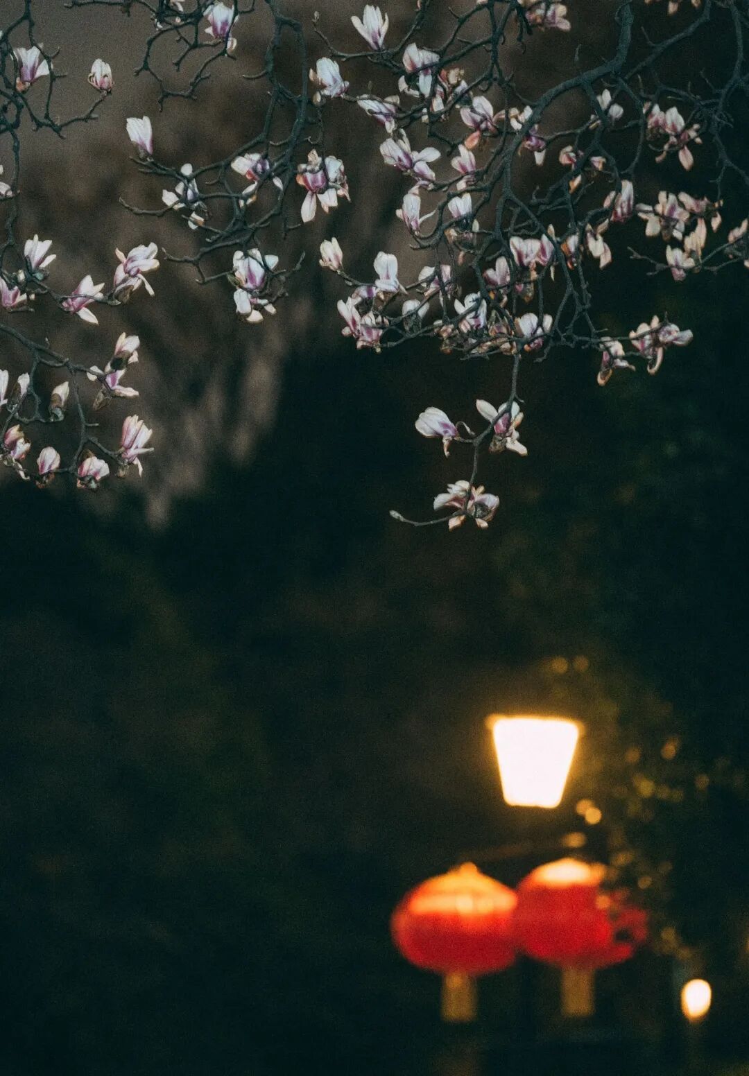 花期提前！南京此处樱花大道已上线