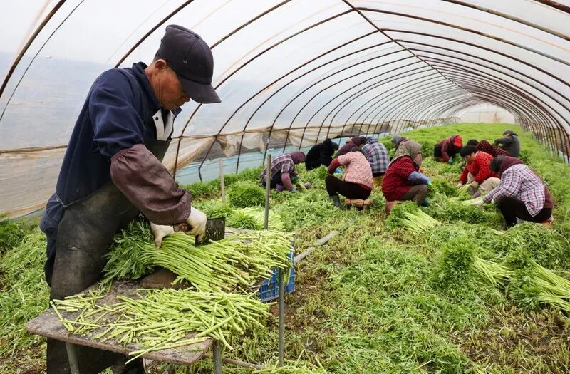 南京人爱吃的这种美味，近期大量上市