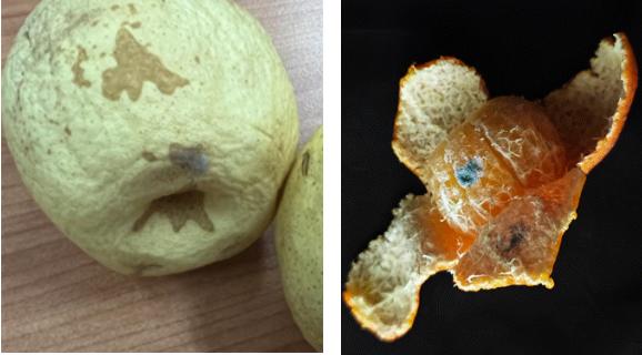 扔了可惜吃了害怕 水果烂了一小块到底还能不能吃？