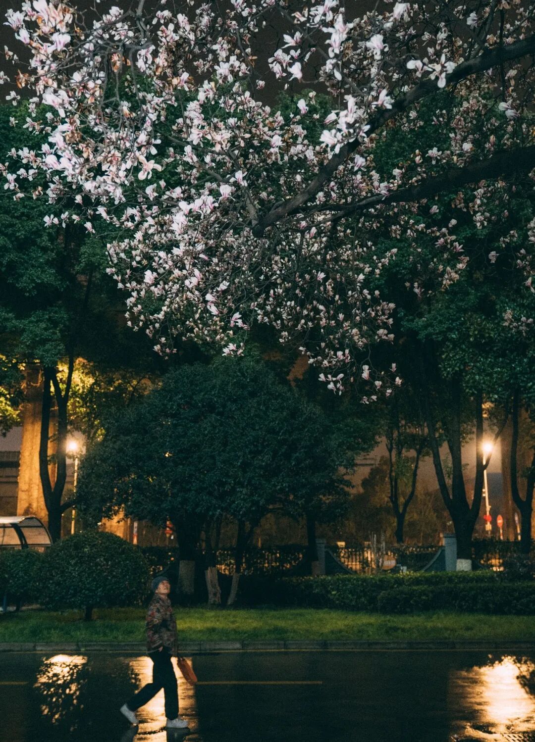 花期提前！南京此处樱花大道已上线