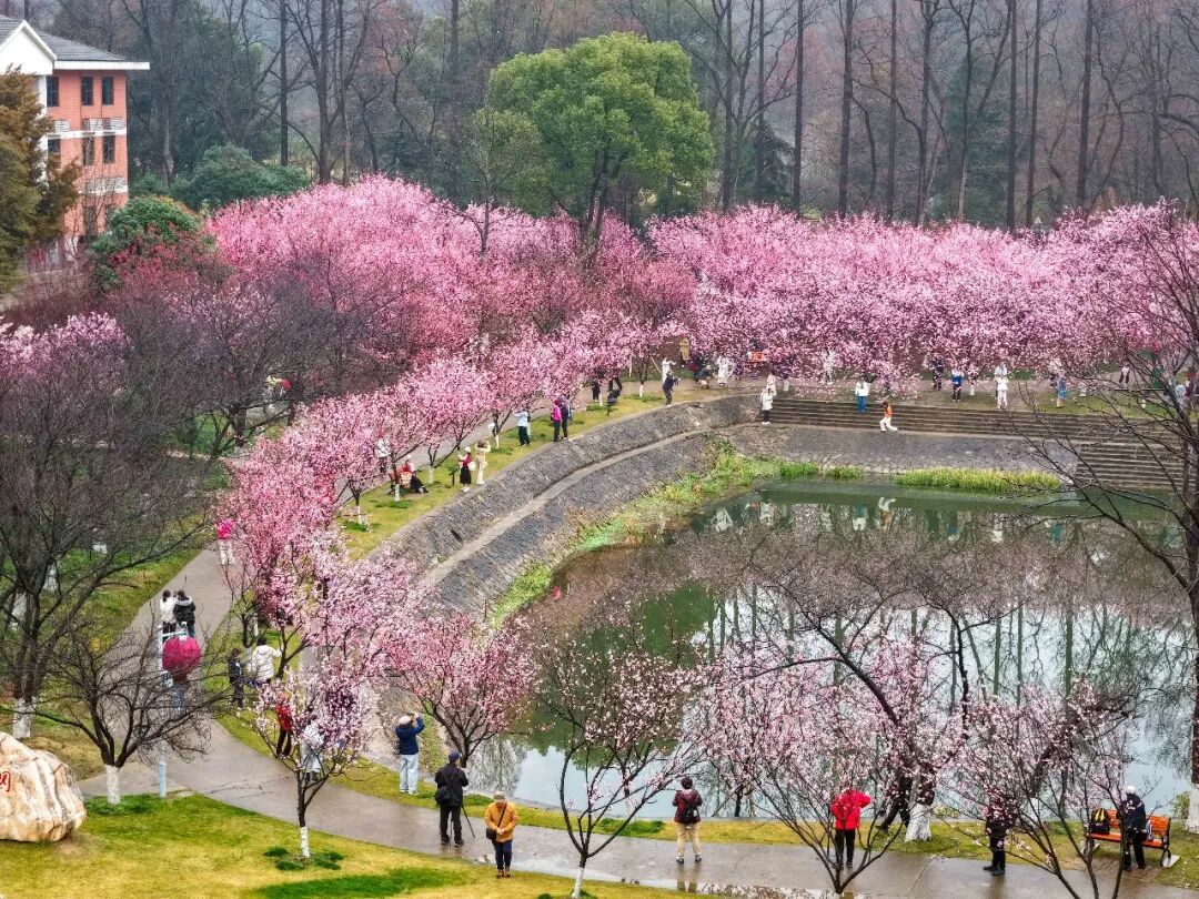花期提前！南京此处樱花大道已上线