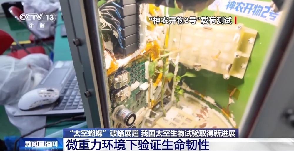 “太空蝴蝶”破蛹展翅 我国太空生物试验取得新进展