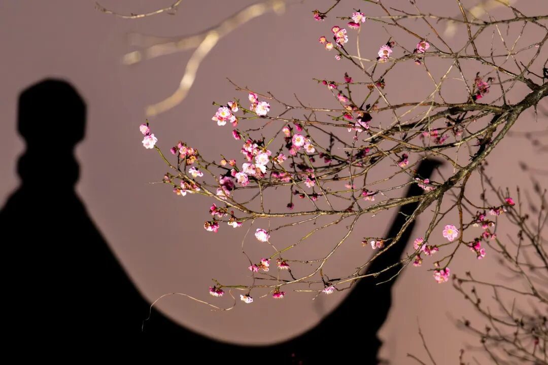 花期提前！南京此处樱花大道已上线