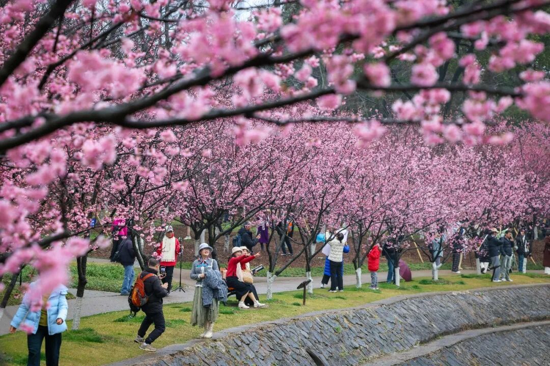 花期提前！南京此处樱花大道已上线