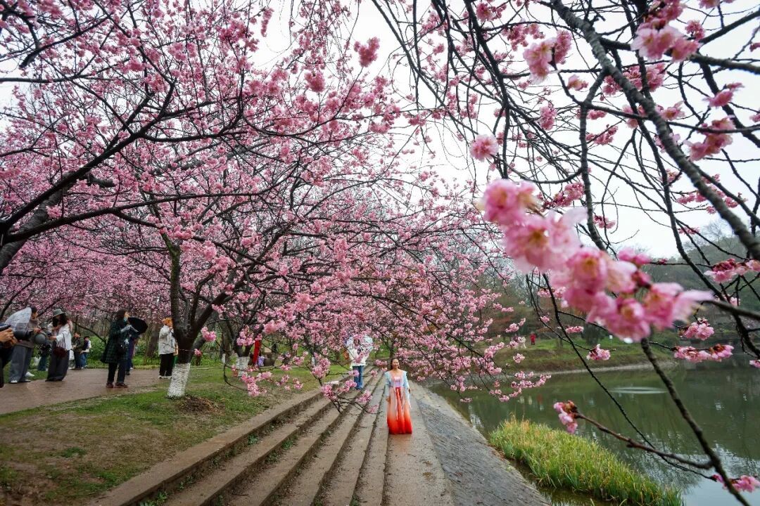 花期提前！南京此处樱花大道已上线