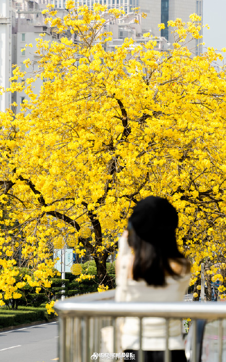 春日限定！快来走黄花风铃木的“黄金大道”→