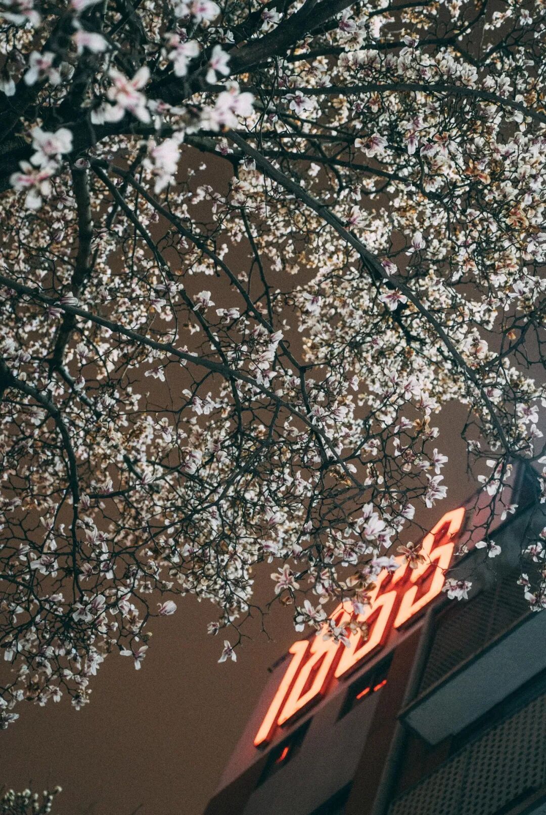 花期提前！南京此处樱花大道已上线