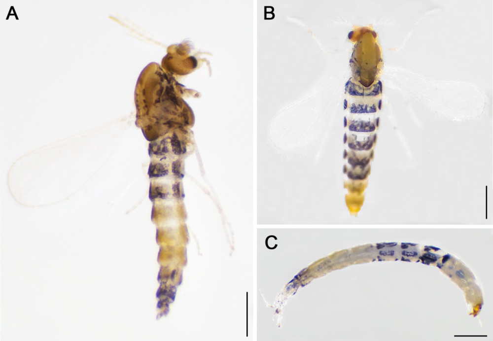 西藏墨脱发现水生昆虫新物种！