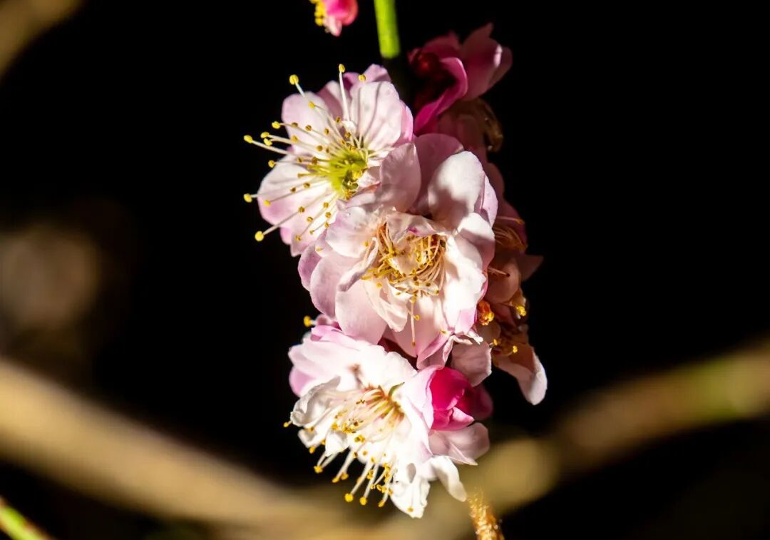 花期提前！南京此处樱花大道已上线