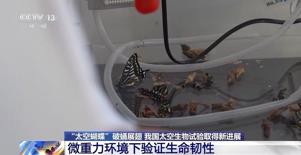 “太空蝴蝶”破蛹展翅 我国太空生物试验取得新进展