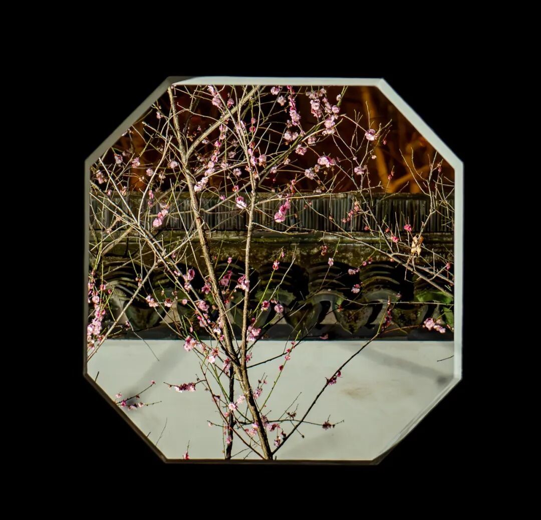 花期提前！南京此处樱花大道已上线