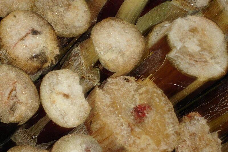 扔了可惜吃了害怕 水果烂了一小块到底还能不能吃？