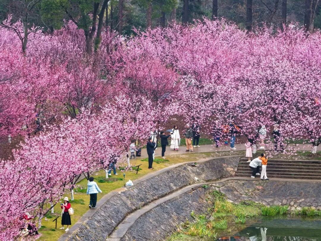 花期提前！南京此处樱花大道已上线