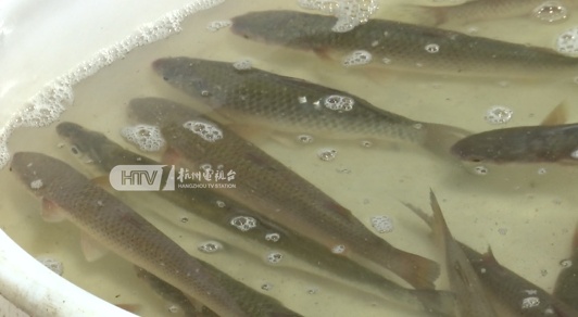 今天起,杭州全面禁渔!“要好几个月没得吃了…...”不少人赶去抢“最后一口” 今天起,杭州全面禁渔!“要好几个月没得吃了…...”不少人赶去抢“最后一口”