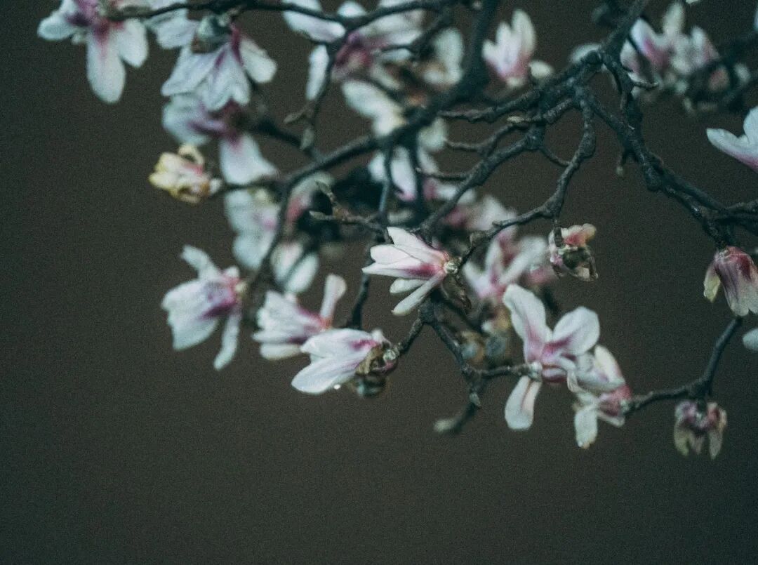 花期提前！南京此处樱花大道已上线