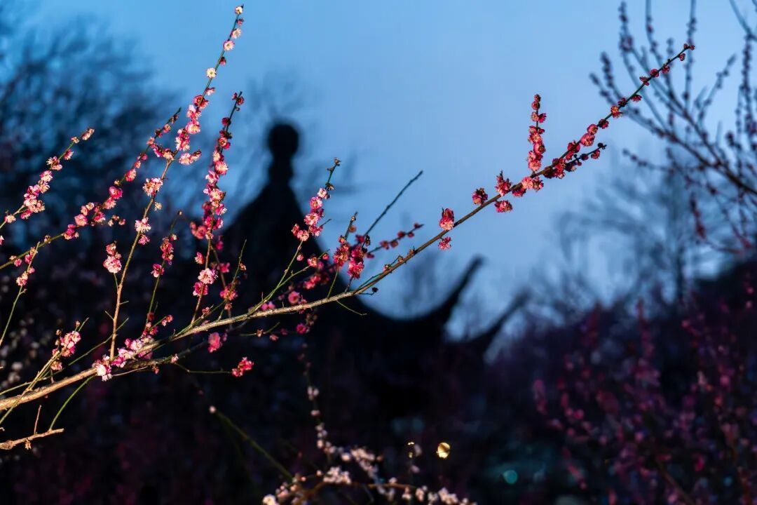 花期提前！南京此处樱花大道已上线