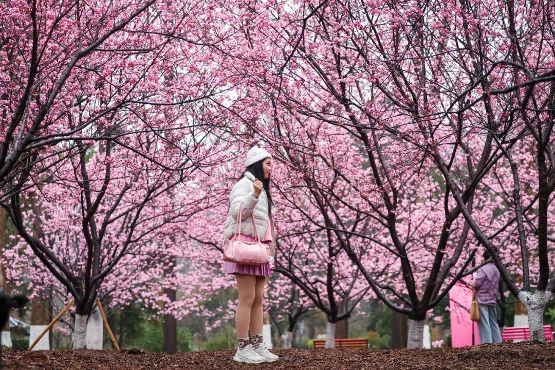 花期提前！南京此处樱花大道已上线