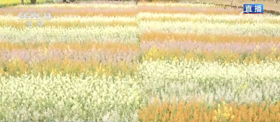 把春天的欢乐气息带进每一寸花田 赴一场限定春日浪漫