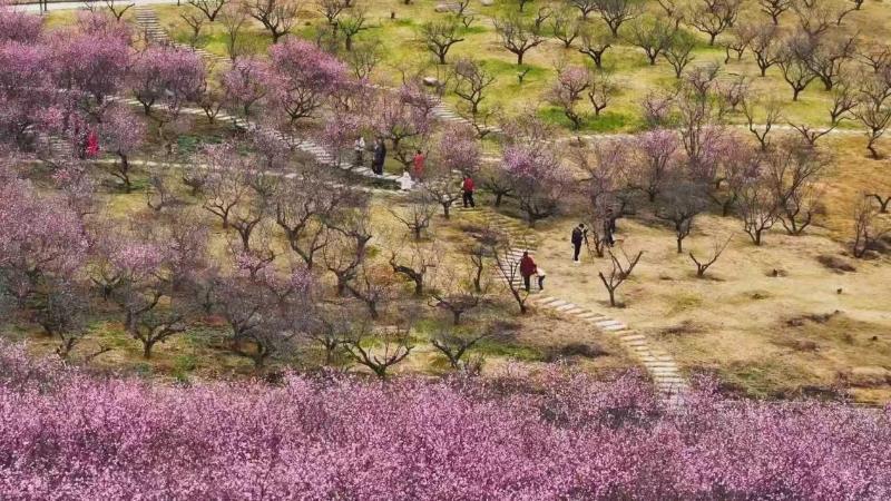 江西大余：美人梅娇艳盛放 梅香满园引客来