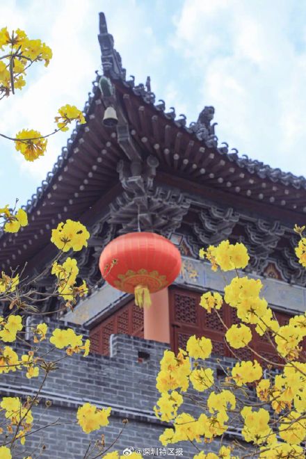 春日限定！快来走黄花风铃木的“黄金大道”→