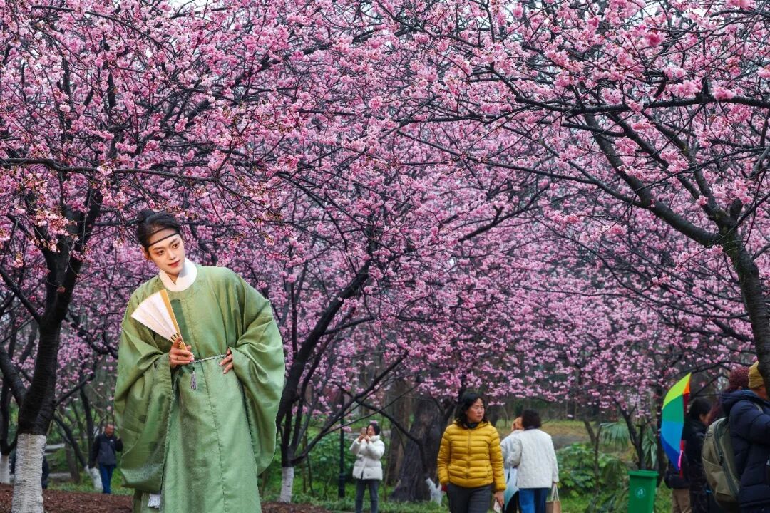 花期提前！南京此处樱花大道已上线