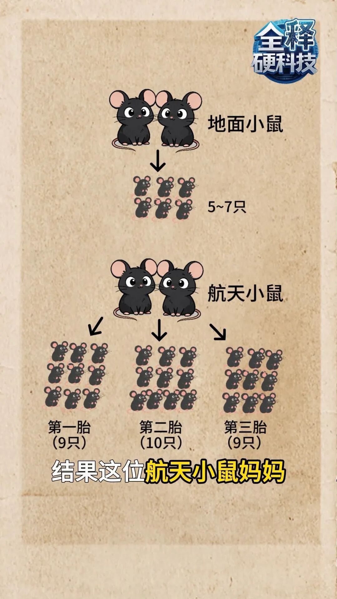 “航天小鼠”，顺利产下第三窝鼠宝宝！