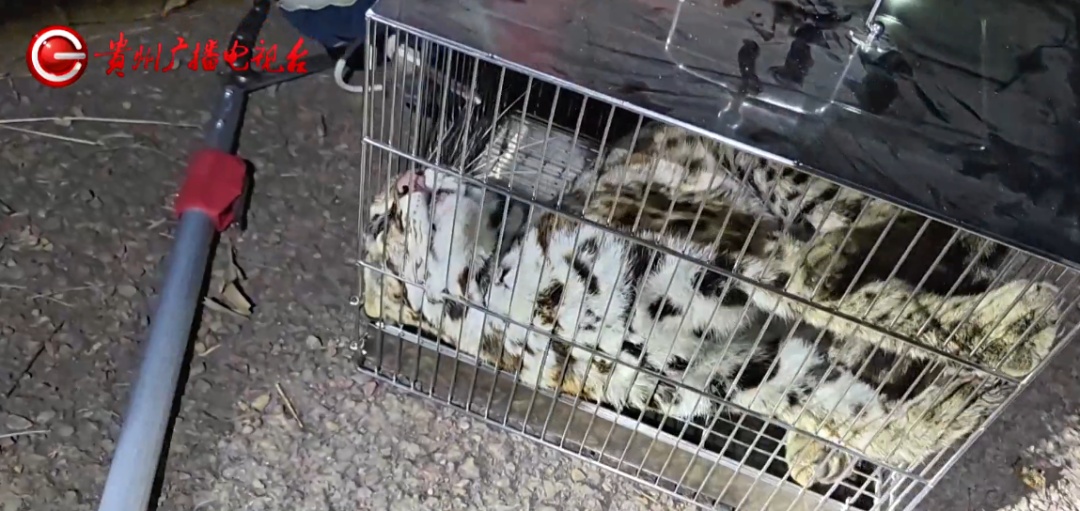 贵州一地灌木丛中发现国家二级保护动物！呲着牙，眼神警惕，消防林业联合救助