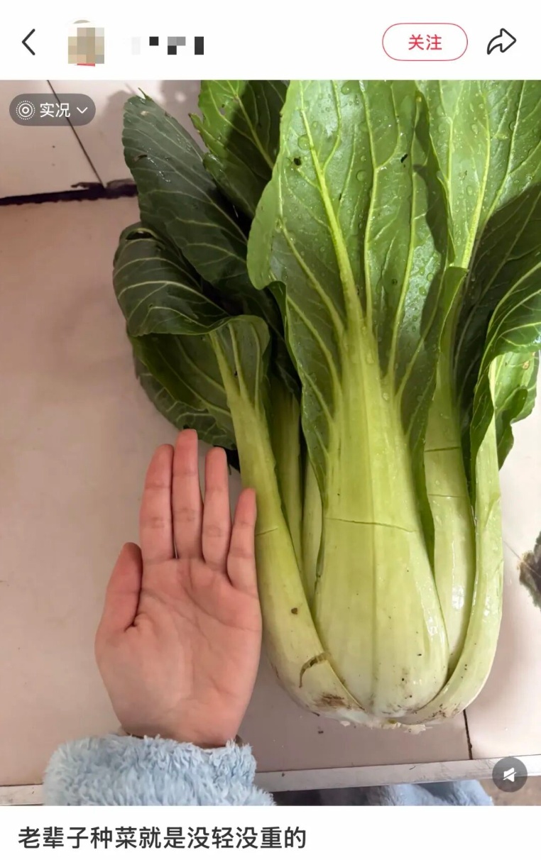 老辈子种菜“没轻没重”的……妈妈：“去摘一片菜叶来晚上炒着吃