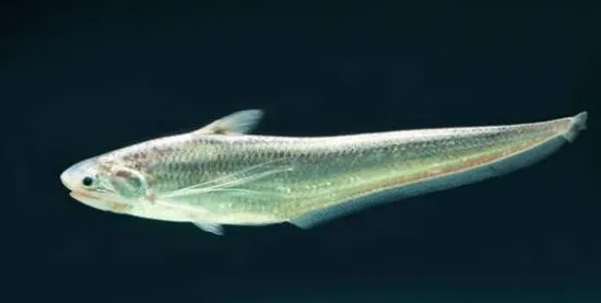 为期4个月,浙江这些流域全面禁渔! 为期4个月,浙江这些流域全面禁渔!