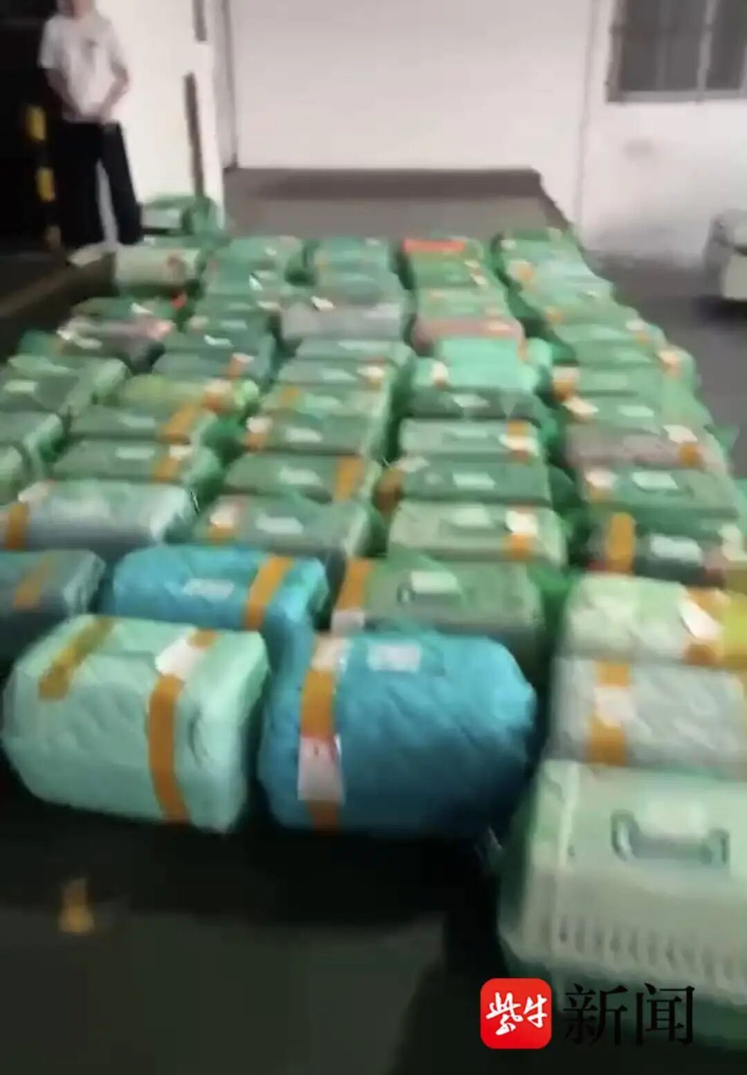 宠物被“调包”、到家染病死亡……记者调查：春节假期宠物托运需求旺盛但乱象频发